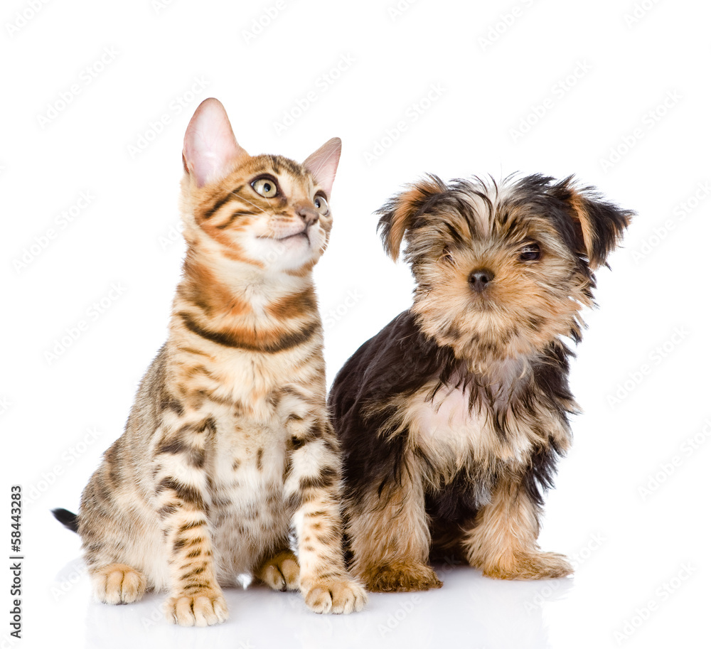 little kitten and puppy. isolated on white background little kitten and puppy. isolated on white background