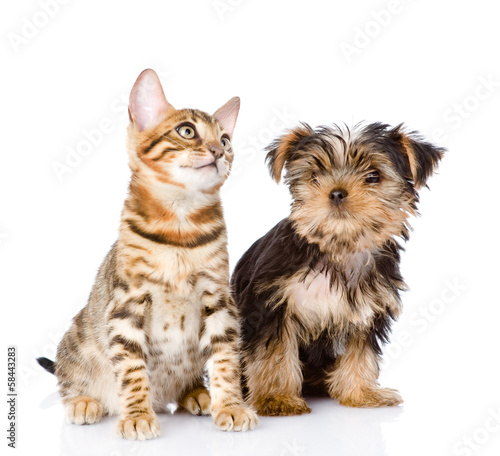 little kitten and puppy. isolated on white background