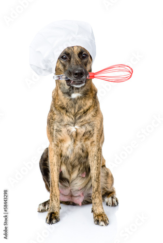 dog in chef's hat holding a wire whisk in mouth. isolated 