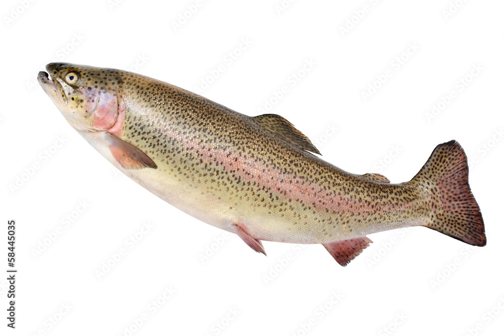 Rainbow trout - obrazy, fototapety, plakaty 