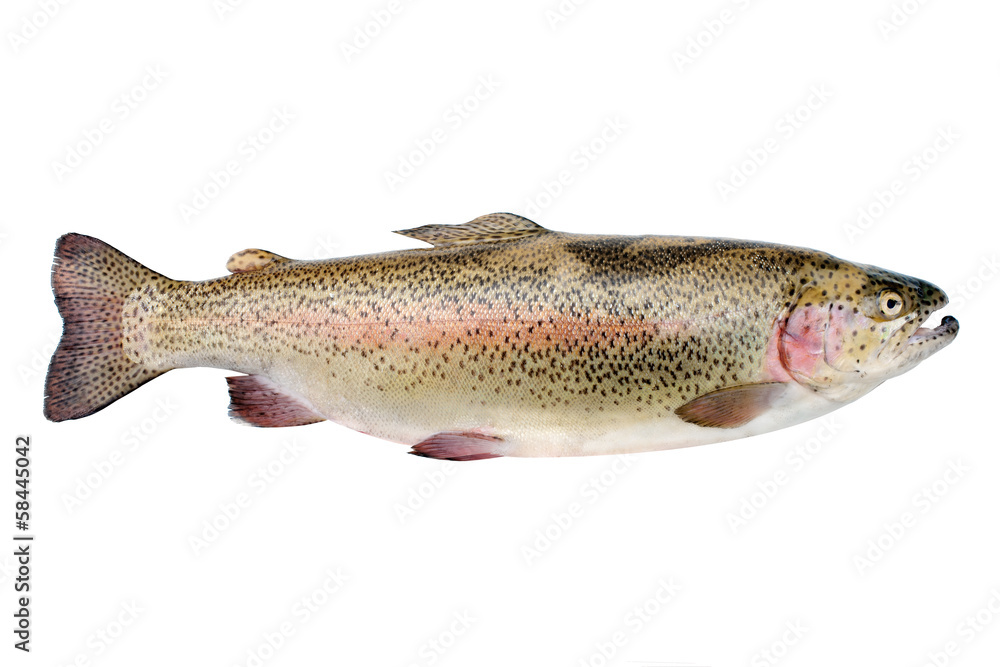 Naklejka premium Rainbow trout