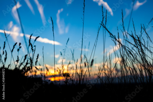 Sunset Through Tall Grass