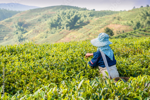 Gathering of tea of a grade of Puer