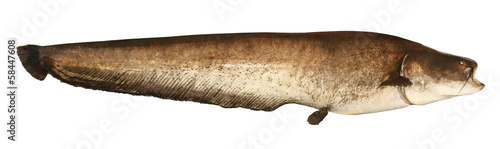 Fotografie Huge wels catfish