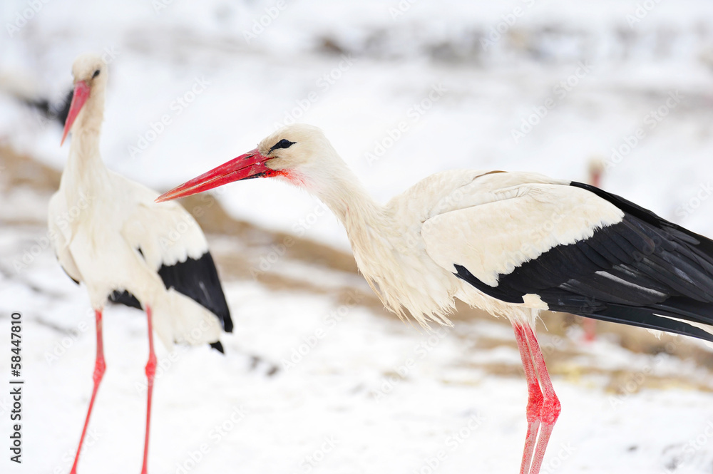 Fototapeta premium Beautiful stork at the park outdoors