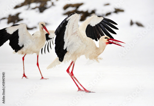 Beautiful storks at the park outdoors © nmelnychuk