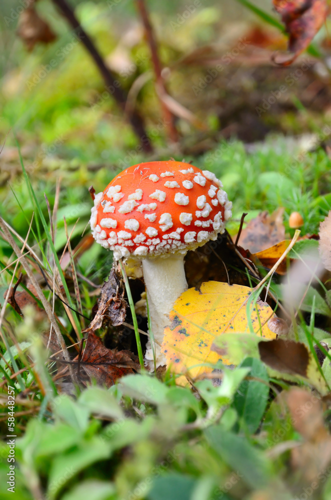Red poisonous mushroom Red poisonous mushroom