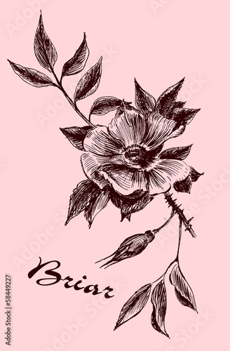 Briar