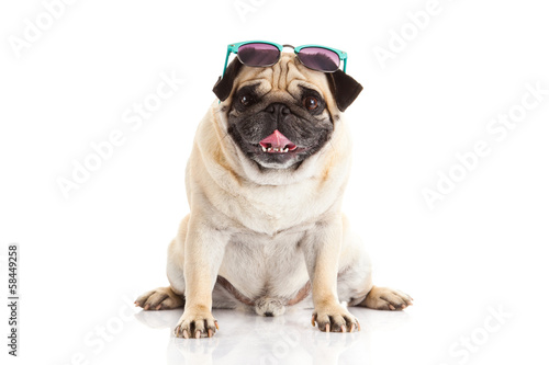 pug dog glasses isolated on white background © nemez210769