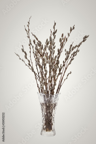 Branches of the pussy willow with flowering bud in vase 