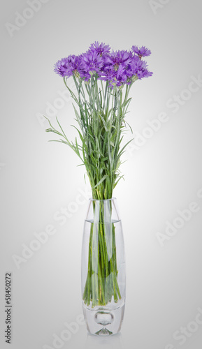 Cornflowers flowers in vase