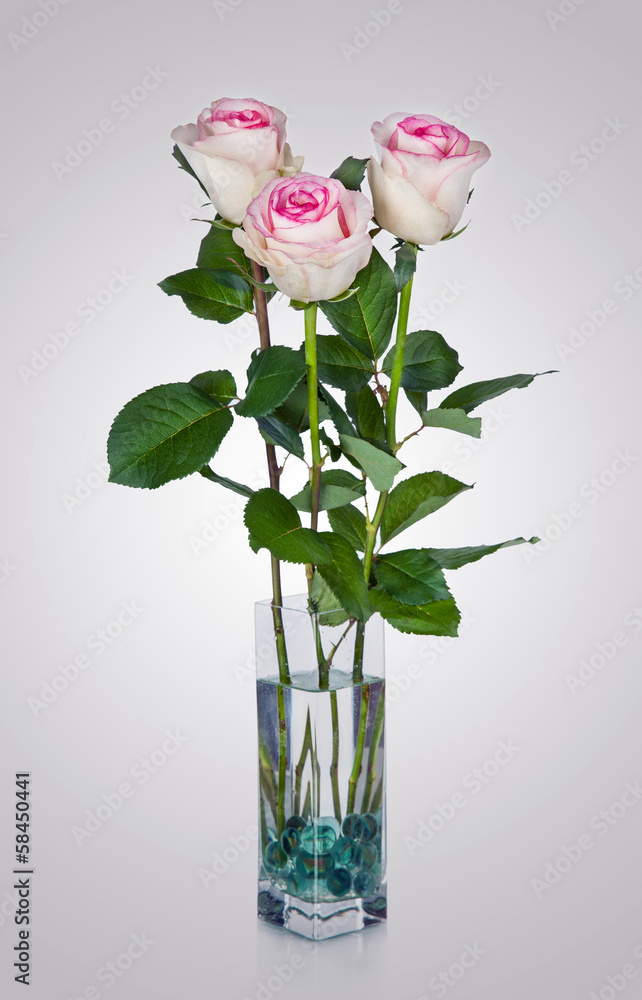Fototapeta premium Pink Rose in glass vase