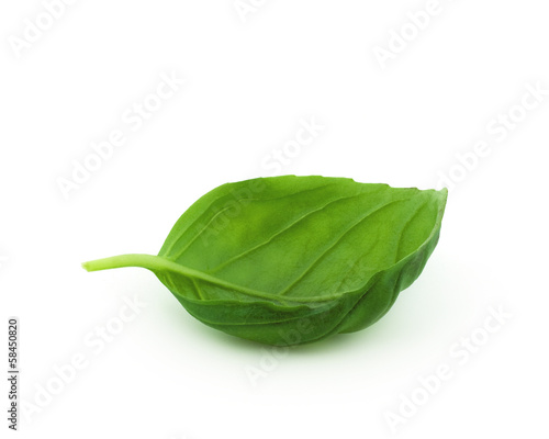 Basil