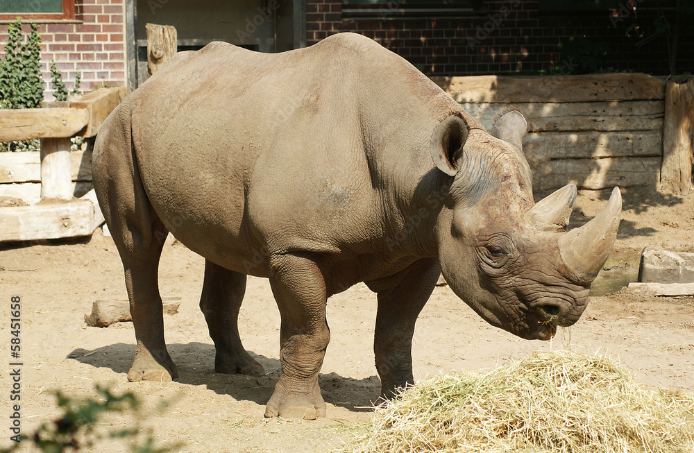 Fototapeta premium White Rhino