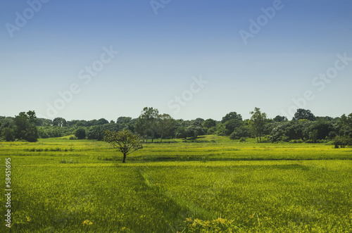 Ricefield © Antonio V. Oquias