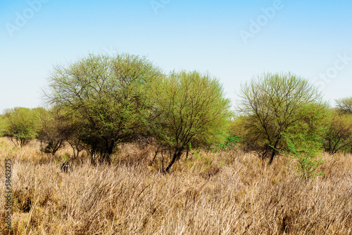 Trees and dry grass in a sanctuary
