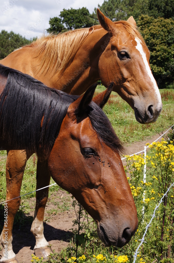 têtes de chevaux