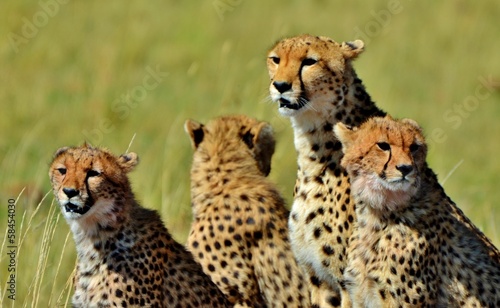 Photography Family of Cheetahs
