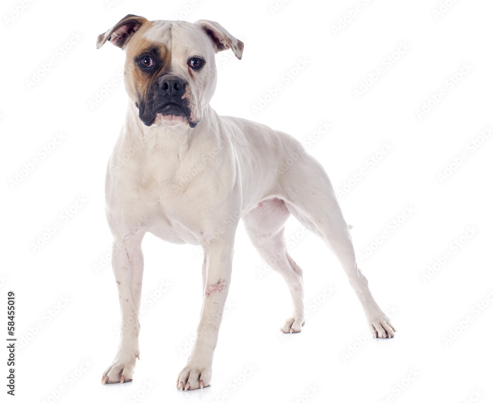 american bulldog