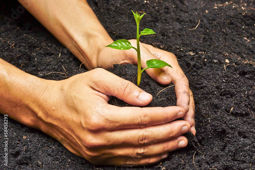 Canvas-taulu two hands holding, growing and caring a young green plant