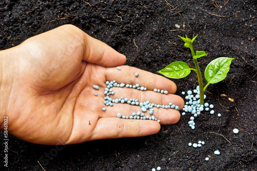 a hand giving fertilizer to a young plant photo