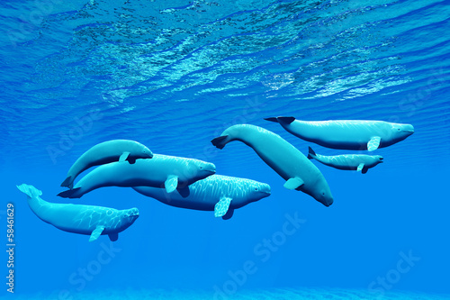 Billede på lærred Beluga Whale Pod
