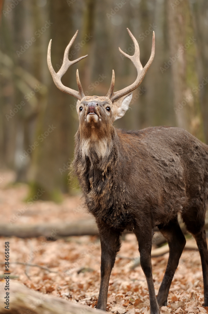 Fototapeta premium Deer