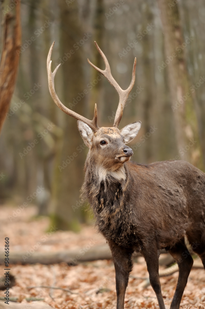 Deer Deer