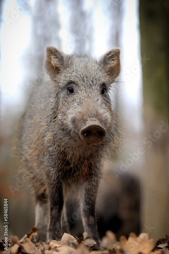 Wild boar