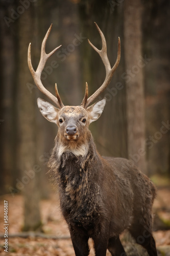Deer © byrdyak