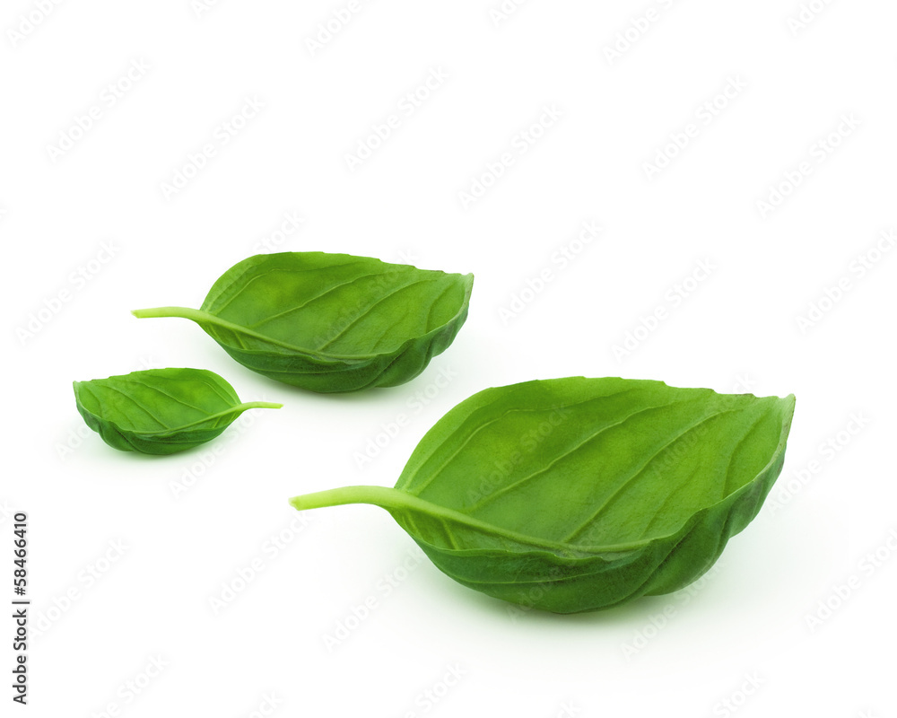 Basil Basil