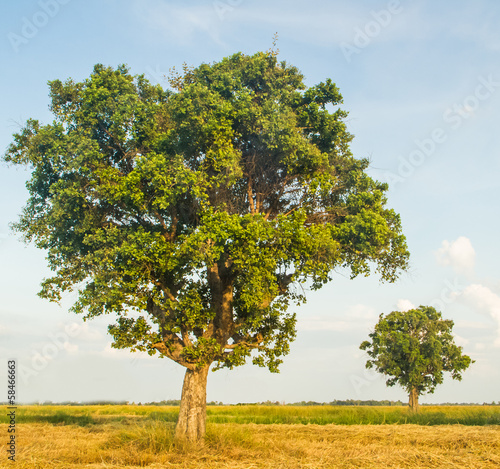 Green trees