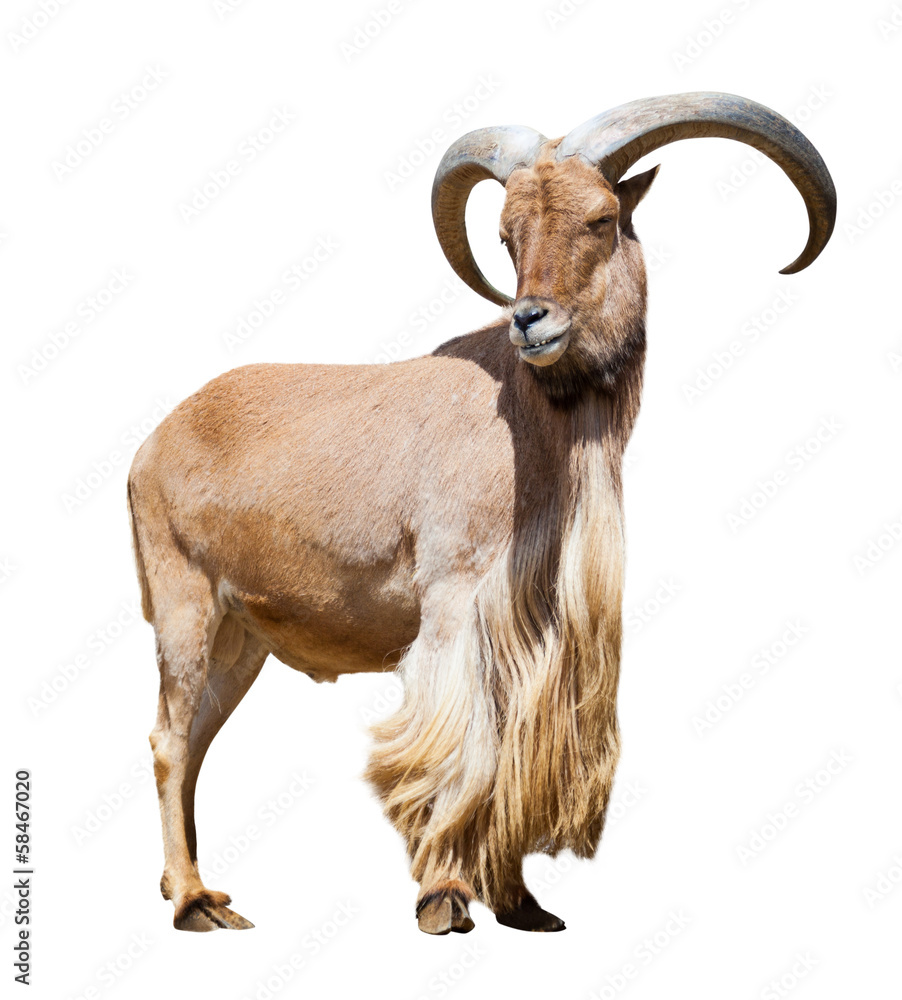  male barbary sheep. Isolated over white