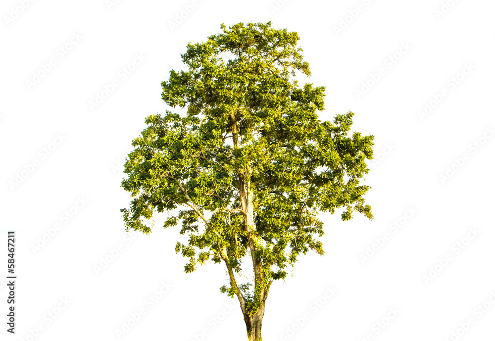 Green tree Green tree