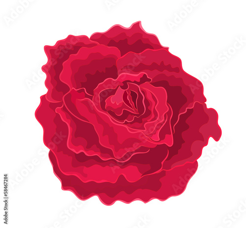 Roses red simple