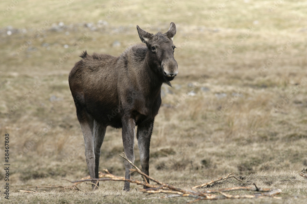 European moose, Alces alces machlis European moose, Alces alces machlis