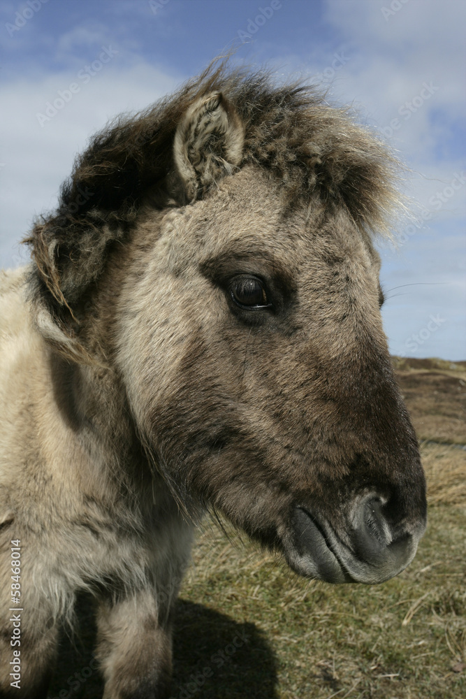 Fototapeta premium Eriskay pony