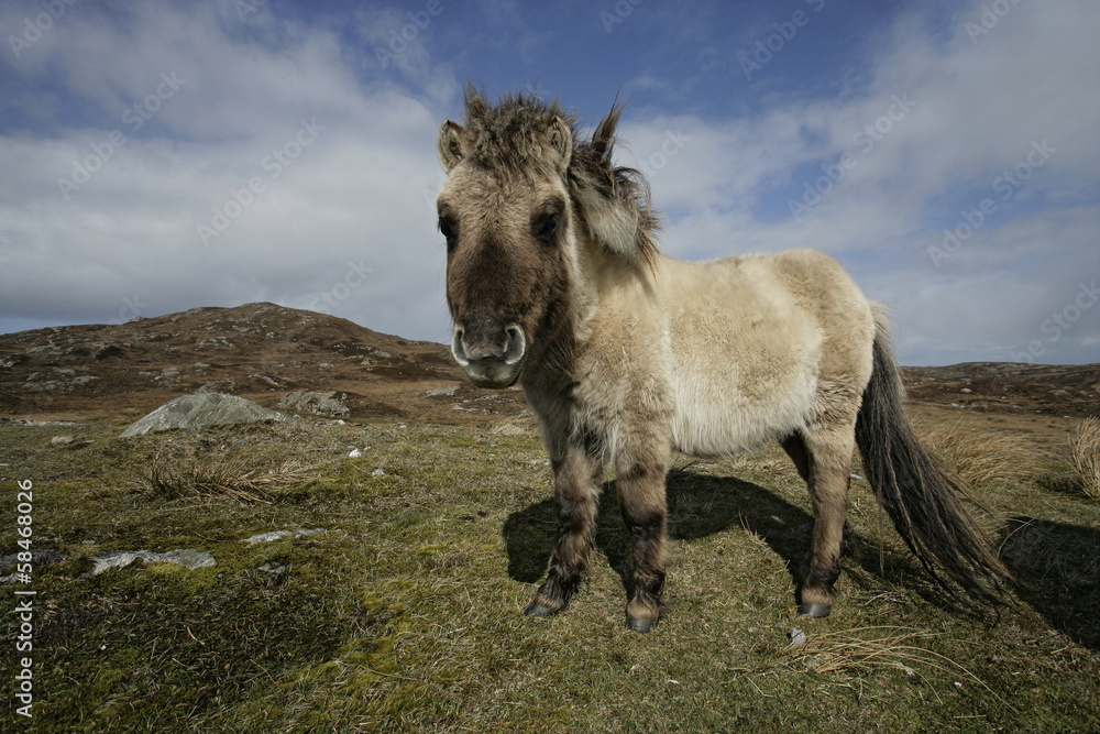 Eriskay pony Eriskay pony