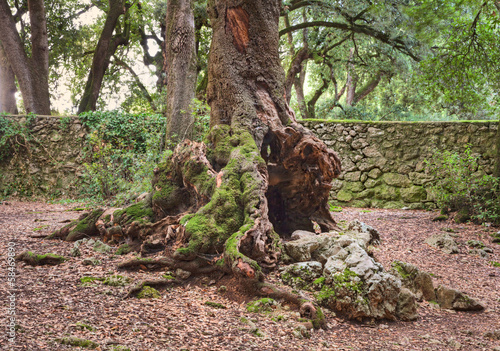 Fotografija old hollow tree trunk