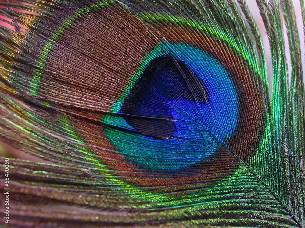Obraz premium macro image of peacock feather