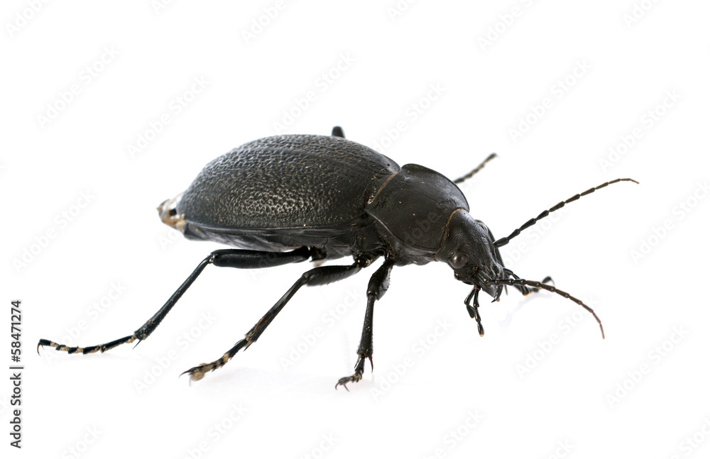 Carabus coriaceus Carabus coriaceus