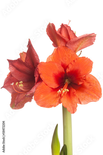 Red Amaryllis flower  multiple blossoms  isolated on white