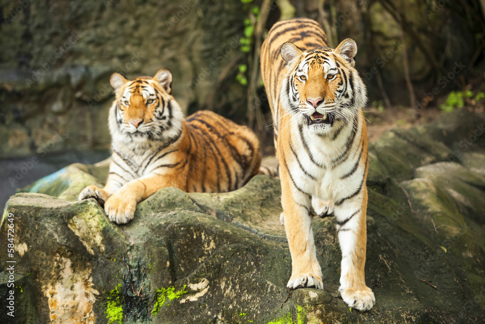 Obraz premium Tigers