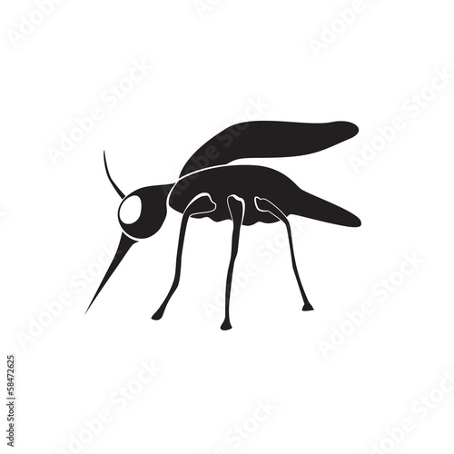 mosquito vector