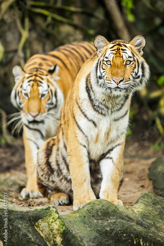 Tigers