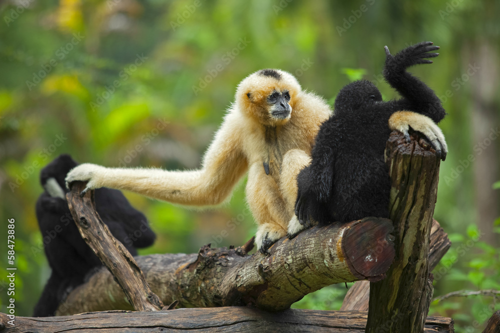 Obraz premium gibbon