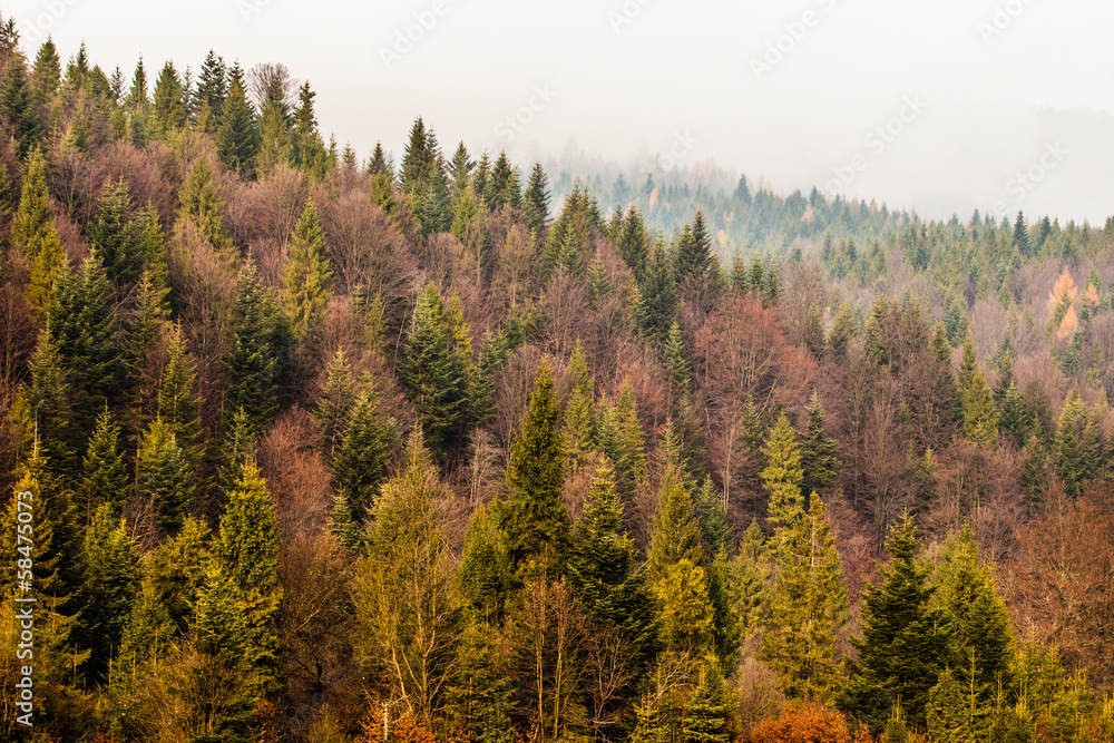 Autumn Beskid mountain forest background, Poland