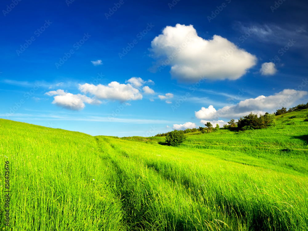 Obraz premium Beautiful landscape in the summer time.