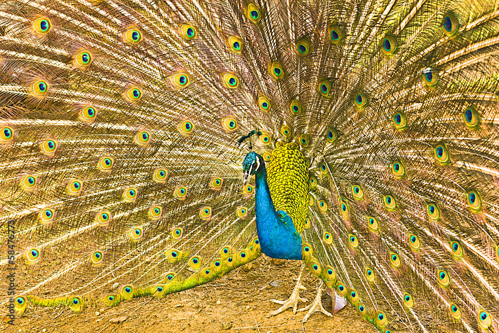 Obraz premium peacock