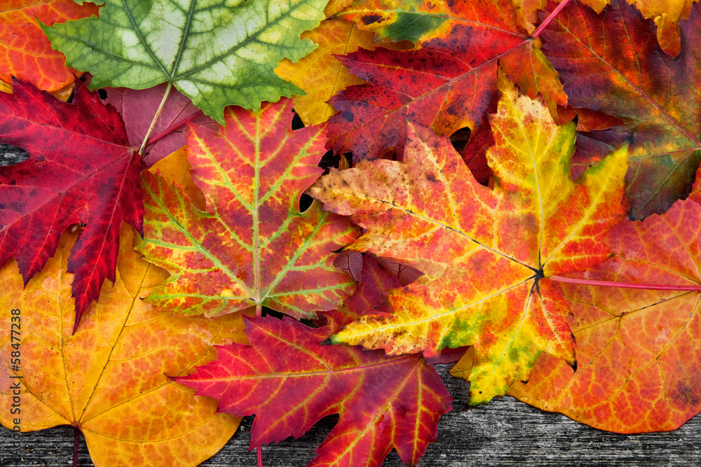Fototapeta premium Abstract background of autumn leaves.